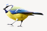 Blue jay bird, isolated image
