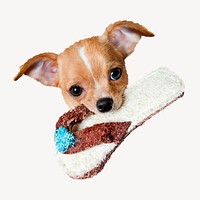 Cute puppy image on white