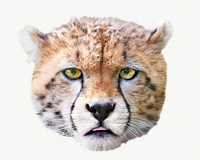 Cheetah cub, isolated design