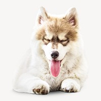 Siberian Husky dog image on white
