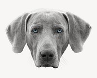Gray dog image on white design