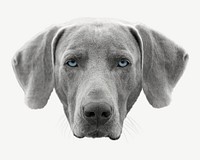 Gray dog isolated element psd