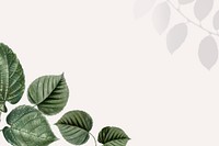 Leaf border beige background