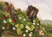 Ellen Robbins's Wild flowers no. 2 (1861–1897). Original public domain image from Digital Commonwealth. Digitally enhanced by rawpixel.