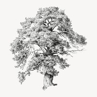 Vintage oak tree illustration isolated design. Remixed by rawpixel.