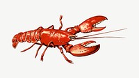 Crawfish, vintage sea animal illustration psd.  Remixed by rawpixel. 