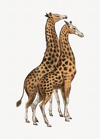Giraffe, vintage animal illustration.  Remixed by rawpixel. 