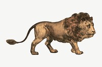 Lion, vintage animal illustration psd.  Remixed by rawpixel. 