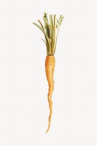 Carrot, vegetable illustration by Johanna Fosie.  Remixed by rawpixel. 