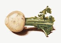 Turnip, vegetable illustration by Johanna Fosie psd.  Remixed by rawpixel. 