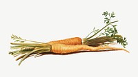 Carrot, vegetable illustration by Johanna Fosie psd.  Remixed by rawpixel. 