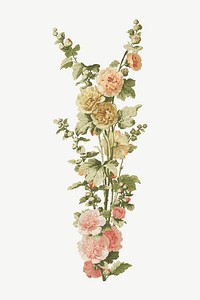 Vintage pink flower, botanical illustration psd.  Remixed by rawpixel. 