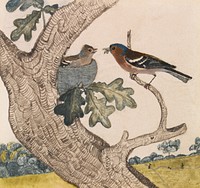 Chaffinch (1840) bird illustration by Joseph Wolf. Original public domain image from Yale Center for British Art. Digitally enhanced by rawpixel.