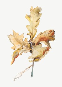 Autumn oak leaf, botanical illustration by John Ruskin psd.  Remixed by rawpixel. 