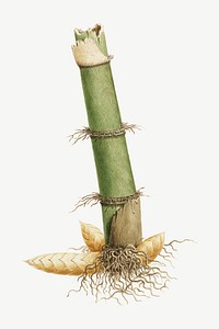 Bamboo tree, vintage botanical illustration by James Bruce psd.  Remixed by rawpixel. 