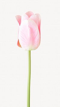 Pink delicate tulip  isolated image on white