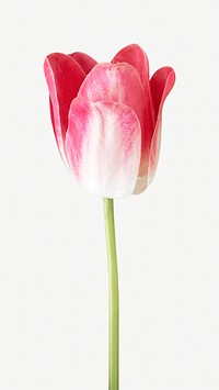 Fresh pink tulips  isolated image on white
