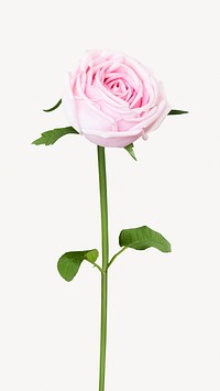 Pink rose flower isolated image on white