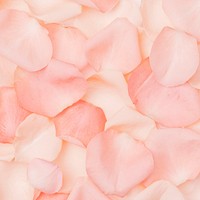 Pink rose petals background, flower image