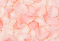 Pink rose petals background, flower image