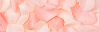 Pink rose petals background, flower image