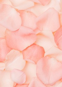 Pink rose petals background, flower image