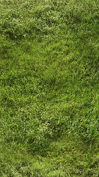 Green grass textured mobile wallpaper, nature background