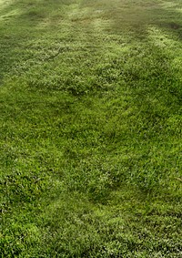 Green grass textured background, nature image