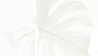 White aesthetic tropical leaf background