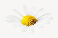 Daisy flower isolated image