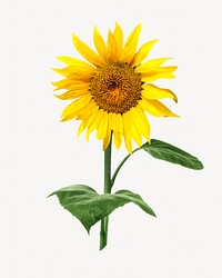 Sunflower isolated image