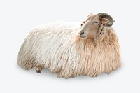 Horned sheep psd isolated design