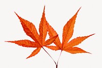 Dry maple leaf isolated object 