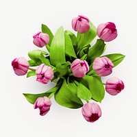 Pink tulips bunch psd