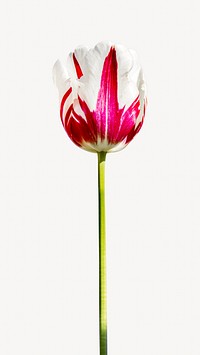 Ombre pink tulip isolated image on white