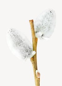 Fuzzy willow branch, isolated design