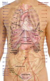 Surface projections of the major organs of the trunk, using the vertebral column and rib cage as main reference points of superficial anatomy. The transpyloric plane and McBurney's point are among the marked locations.To discuss image, please see Talk:Human body diagrams by Mikael Häggström.