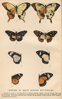 Frontispiece of The Colours of Animals by Edward Bagnall Poulton, 1890, showing Mimicry in South African Butterflies. Figs 3, 4, 5 females of a Papilio, totally unlike the male (Fig 1) but mimicking respectively three species of the unpalatable genus Danais (Figs 3a, 4a, 5a). The female (Fig 2) of a nearly allied Papilio, in Madagascar, is not mimetic and resembles the male.