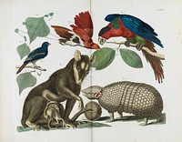 Albertus Seba - Molucca Opossum, Didelphis molucca and Armadillo, Tolypeutes matacus - 1734.