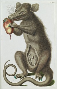 Albertus Seba - The Opossum, Didelphimorphia - 1734.
