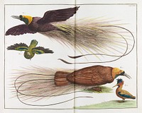 Albertus Seba - Birds of Paradise, Paradisaeidae - 1734.