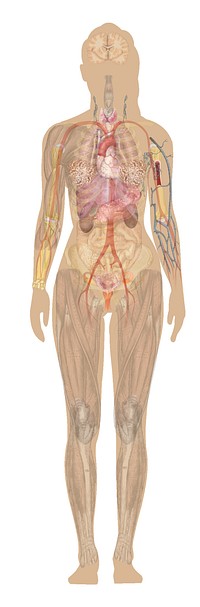 Template for use in Inkscape to make diagrams. Further informationat project main page: Human body diagrams. To discuss image, please see Talk:Human body diagrams by Mikael Häggström.