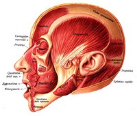 An anatomical illustration from the 1909 American edition of Sobotta's Atlas and Text-book of Human Anatomy with English terminology