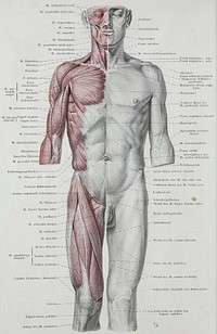 An anatomical illustration from the 1921 German edition of Anatomie des Menschen: ein Lehrbuch f&uuml;r Studierende und &Auml;rzte with latin terminology.