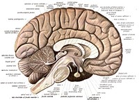 An anatomical illustration from Sobotta's Human Anatomy 1908