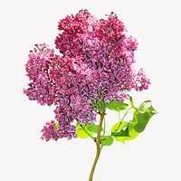 Purple lilac flower image on simple background