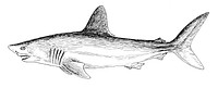 Any of numerous mostly marine cartilaginous fishes of medium to large size that have a fusiform body, lateral branchial clefts, and a tough usually dull gray skin roughened by minute tubercles and are typically active predators sometimes dangerous to humans