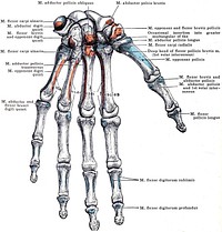 Bones of the Left Hand. (Volar surface.)