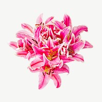 Pink Lilly flower psd