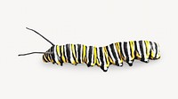 Monarch caterpillar insect isolated design